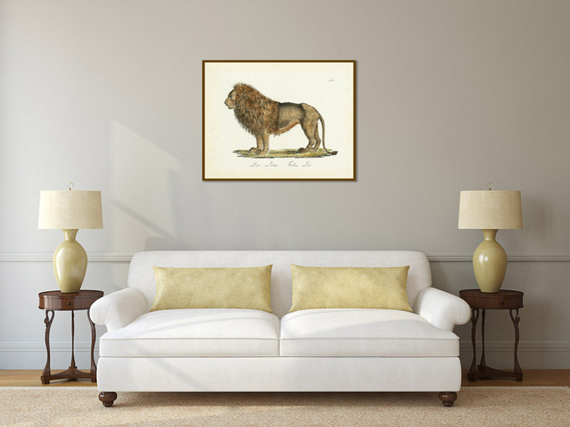 Lion Felis leo - a hand-coloured engraved print of a male lion by Karl Brodtmann, 1816 art print poster canvas gift