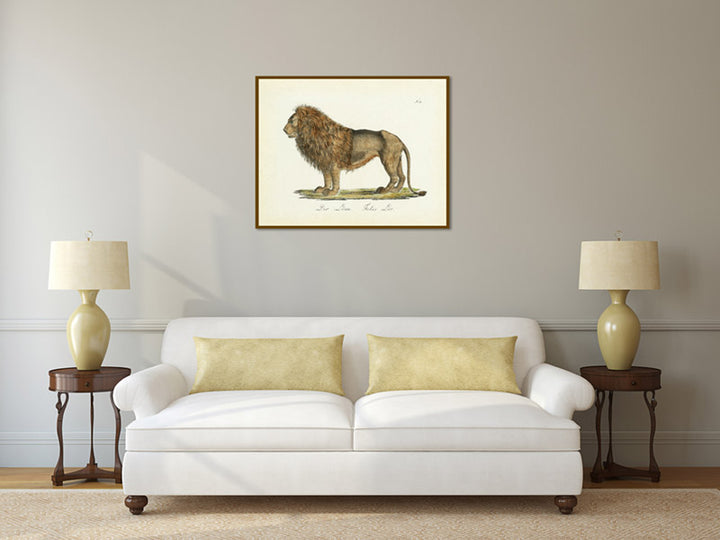 Lion Felis leo - a hand-coloured engraved print of a male lion by Karl Brodtmann, 1816 art print poster canvas gift