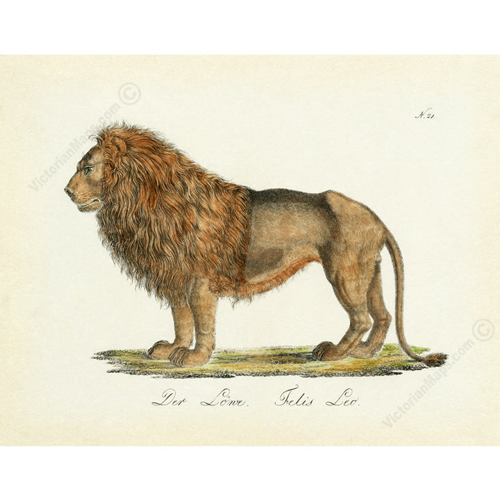 Lion Felis leo - a hand-coloured engraved print of a male lion by Karl Brodtmann, 1816 art print poster canvas gift