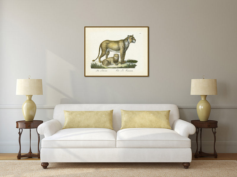 Lioness with a cub  Felis leo faemmina - an engraved hand-coloured print by Karl Brodtmann, 1816 art poster canvas gift