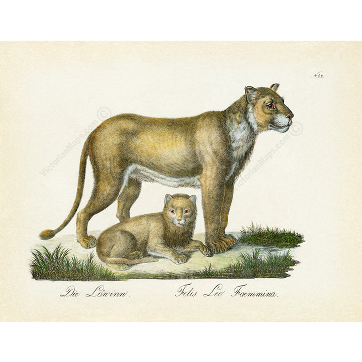 Lioness with a cub  Felis leo faemmina - an engraved hand-coloured print by Karl Brodtmann, 1816 art poster canvas gift