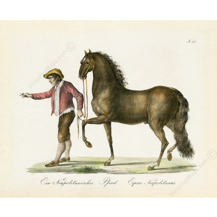 Equus neapolitanus Neapolitan horse - an engraved hand-coloured equine print by Karl Brodtmann, 1816 art poster canvas gift