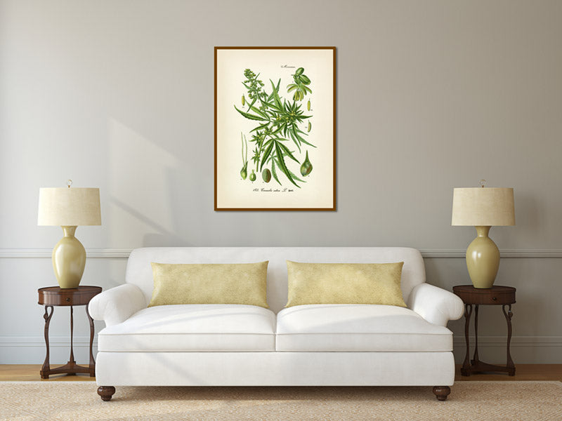 Cannabis sativa Common hemp Marijuana - a botanical print by O. W. Thome, 1885 art poster canvas gift