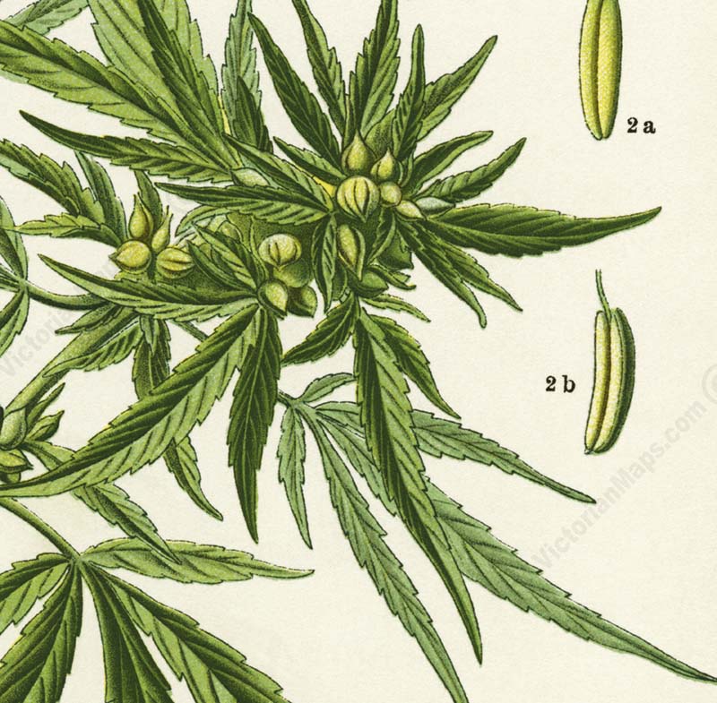Cannabis sativa Common hemp Marijuana - a botanical print by O. W. Thome, 1885 art poster canvas gift