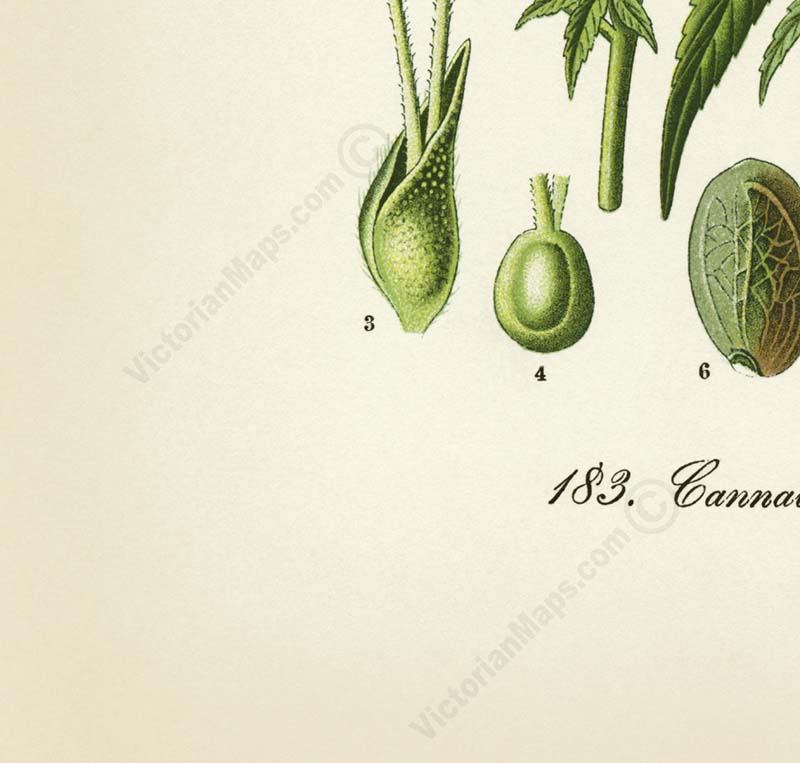 Cannabis sativa Common hemp Marijuana - a botanical print by O. W. Thome, 1885 art poster canvas gift