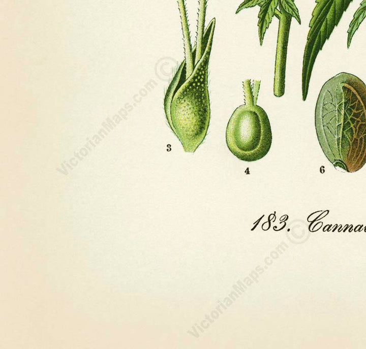 Cannabis sativa Common hemp Marijuana - a botanical print by O. W. Thome, 1885 art poster canvas gift