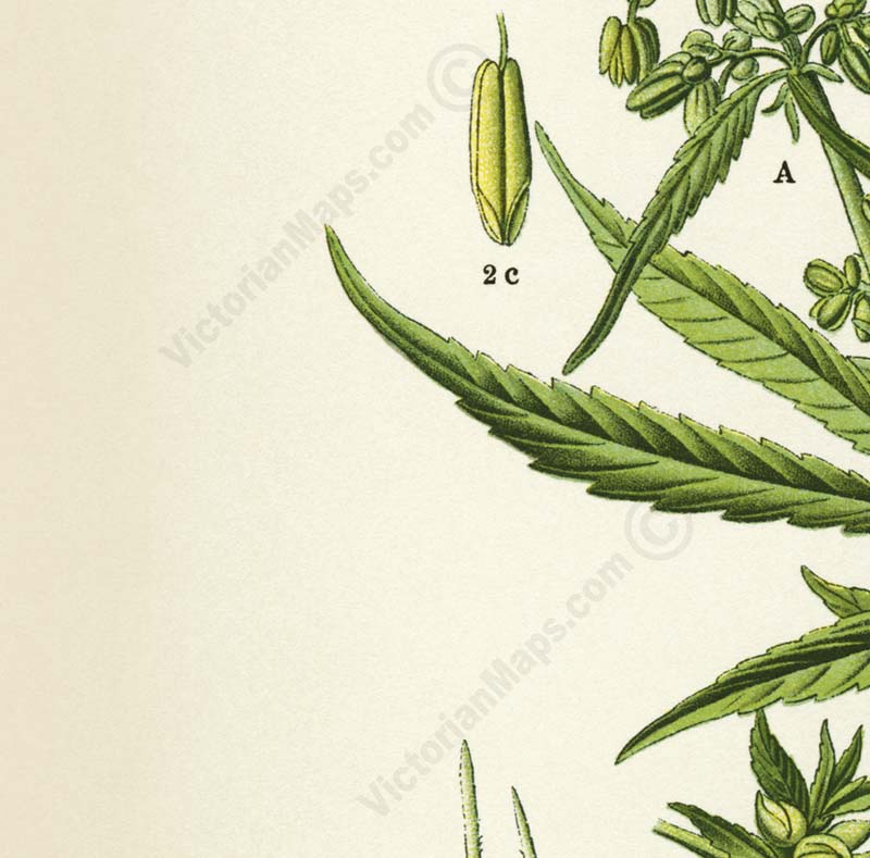 Cannabis sativa Common hemp Marijuana - a botanical print by O. W. Thome, 1885 art poster canvas gift