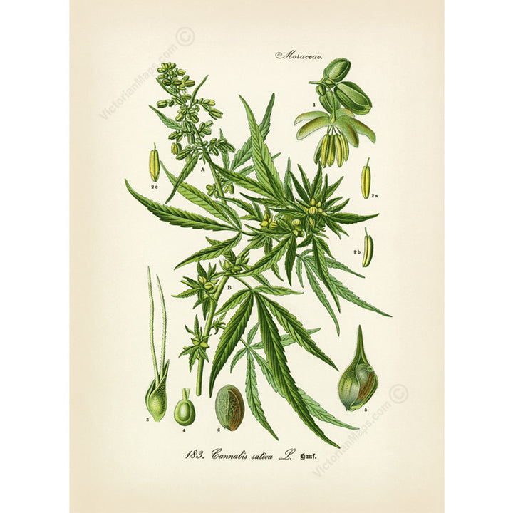 Cannabis sativa Common hemp Marijuana - a botanical print by O. W. Thome, 1885 art poster canvas gift