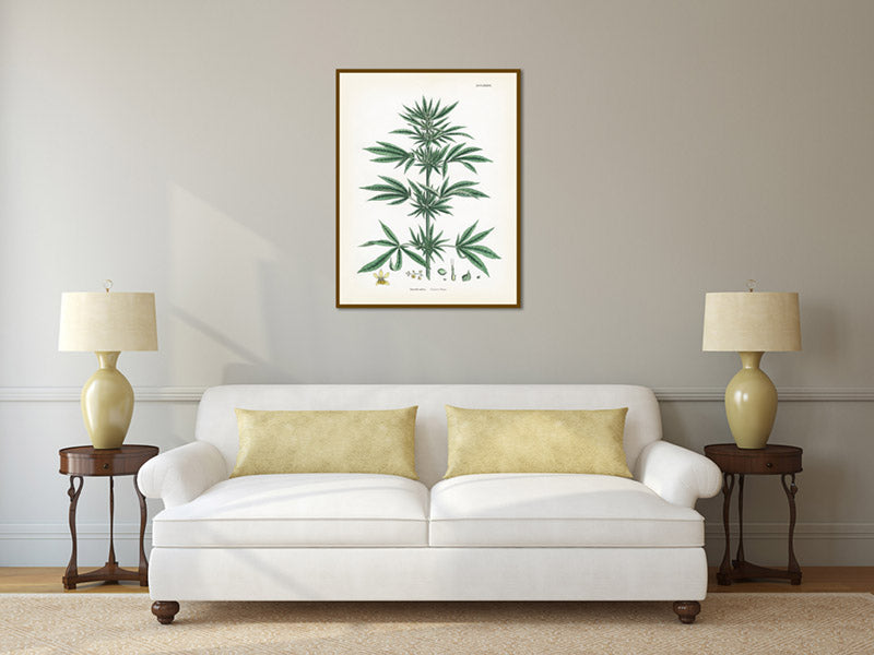 Common Hemp Cannabis sativa plant - a botanical print by J. Sowerby, 1790 art poster canvas gift