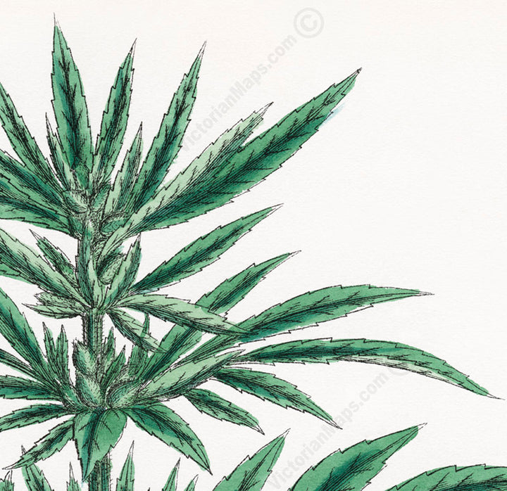 Common Hemp Cannabis sativa plant - a botanical print by J. Sowerby, 1790 art poster canvas gift