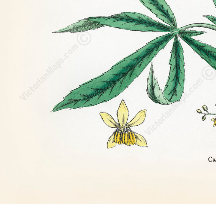 Common Hemp Cannabis sativa plant - a botanical print by J. Sowerby, 1790 art poster canvas gift