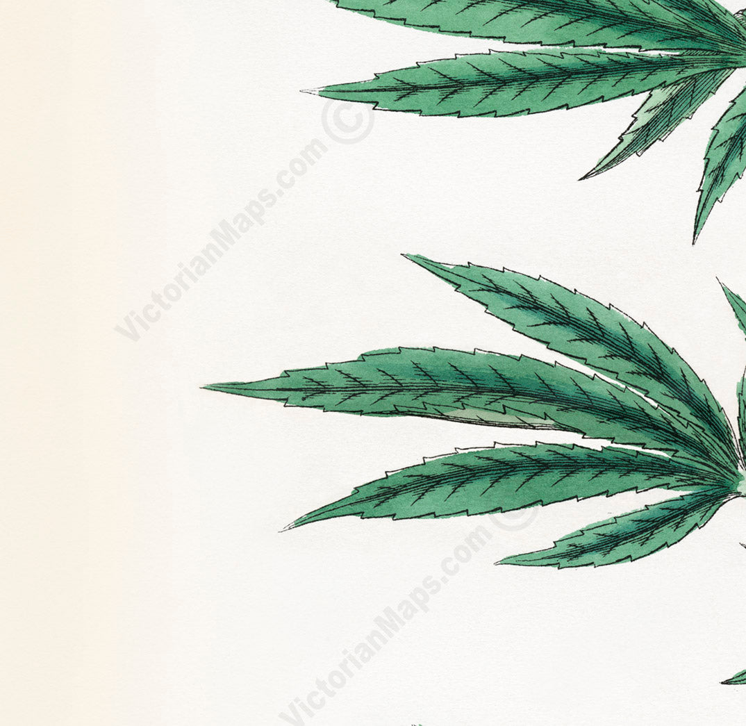 Common Hemp Cannabis sativa plant - a botanical print by J. Sowerby, 1790 art poster canvas gift