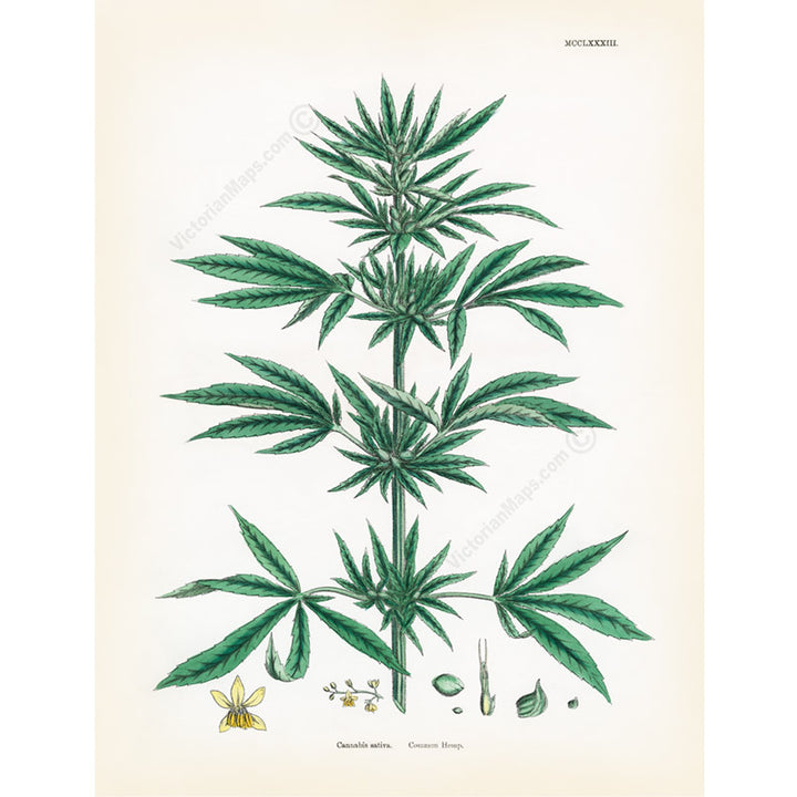 Common Hemp Cannabis sativa plant - a botanical print by J. Sowerby, 1790 art poster canvas gift