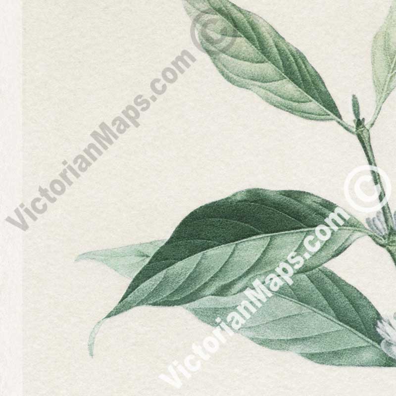 Le Cafier d'arabie, Coffee arabica - botanical colour plate print, published c.1900 in Paris, France art poster canvas gift