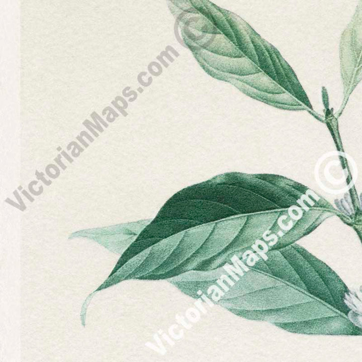 Le Cafier d'arabie, Coffee arabica - botanical colour plate print, published c.1900 in Paris, France art poster canvas gift