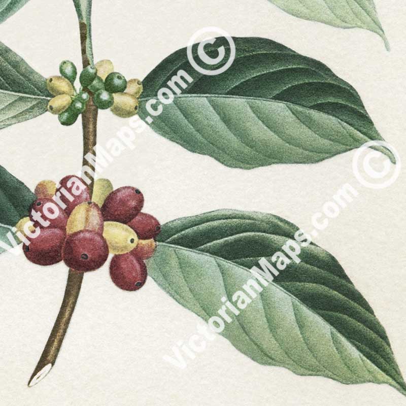 Le Cafier d'arabie, Coffee arabica - botanical colour plate print, published c.1900 in Paris, France art poster canvas gift