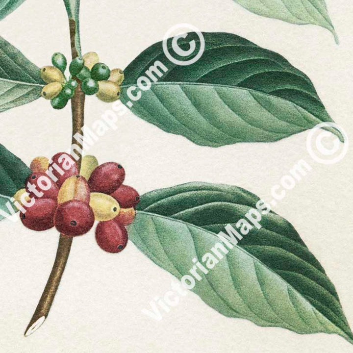 Le Cafier d'arabie, Coffee arabica - botanical colour plate print, published c.1900 in Paris, France art poster canvas gift