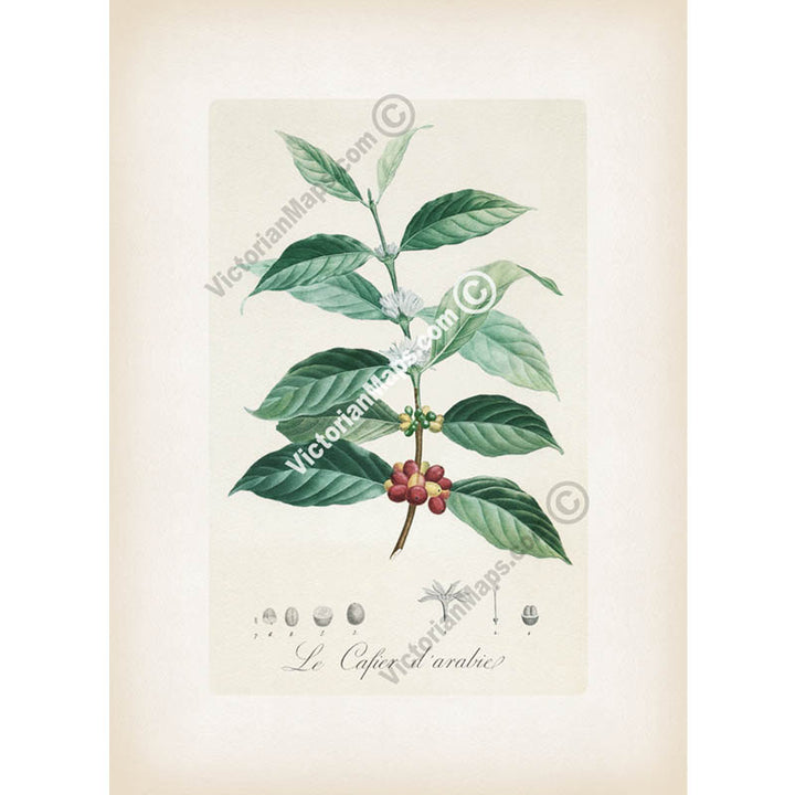 Le Cafier d'arabie, Coffee arabica - botanical colour plate print, published c.1900 in Paris, France art poster canvas gift