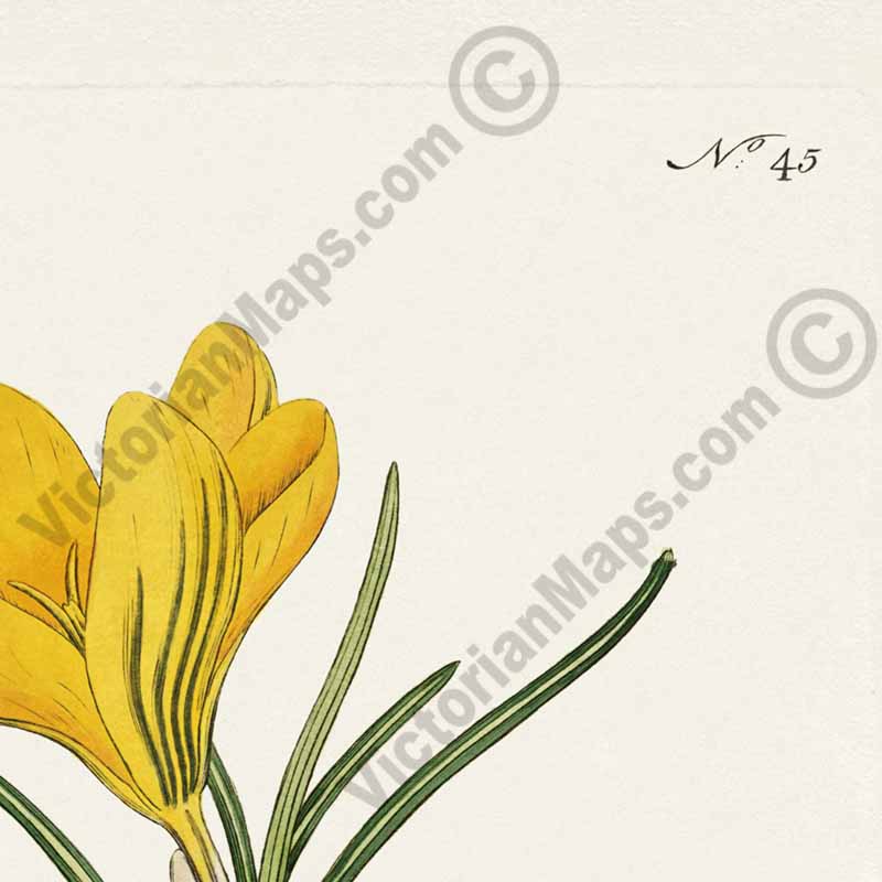 Yellow Crocus Snow Crocus Dutch crocus - Crocus Vernus Crocus Flavus, engraved and hand-coloured plate from Curtis's Botanical Magazine, 1787 art print poster canvas gift