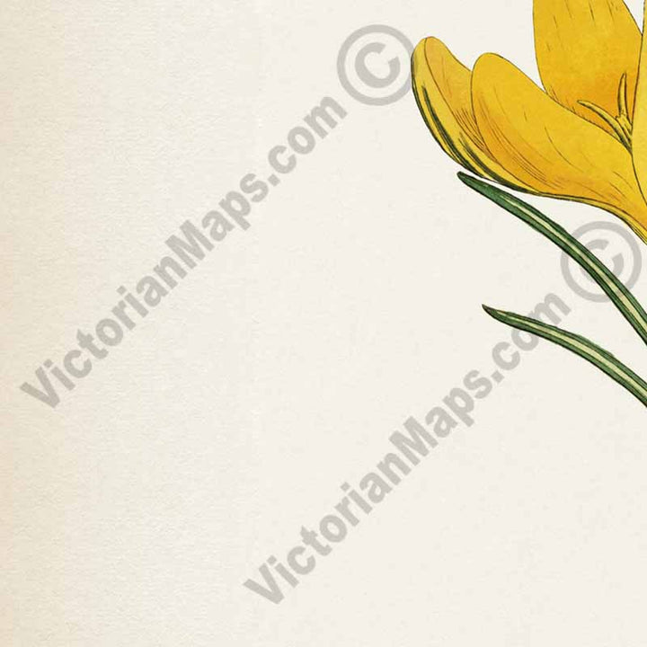 Yellow Crocus Snow Crocus Dutch crocus - Crocus Vernus Crocus Flavus, engraved and hand-coloured plate from Curtis's Botanical Magazine, 1787 art print poster canvas gift