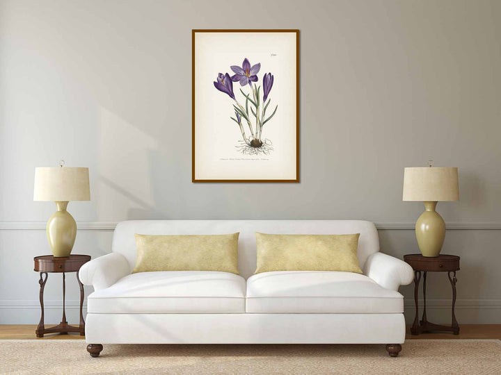 Crocus Vernus Large Purple Spring Crocus, engraved and hand-coloured plate from Curtis's Botanical Magazine, 1805 art print poster canvas gift