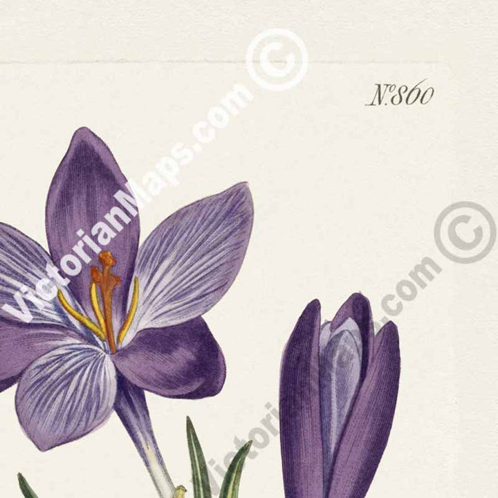Crocus Vernus Large Purple Spring Crocus, engraved and hand-coloured plate from Curtis's Botanical Magazine, 1805 art print poster canvas gift