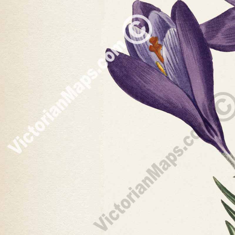 Crocus Vernus Large Purple Spring Crocus, engraved and hand-coloured plate from Curtis's Botanical Magazine, 1805 art print poster canvas gift
