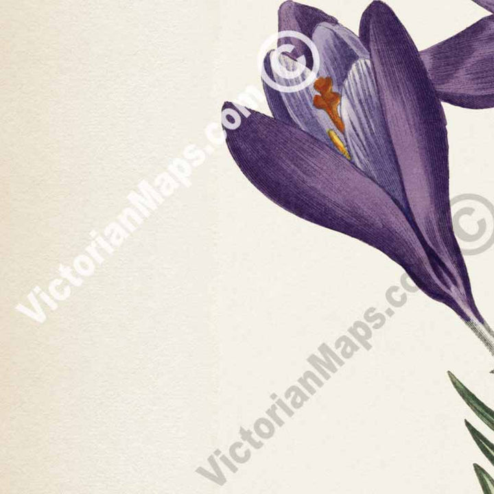 Crocus Vernus Large Purple Spring Crocus, engraved and hand-coloured plate from Curtis's Botanical Magazine, 1805 art print poster canvas gift