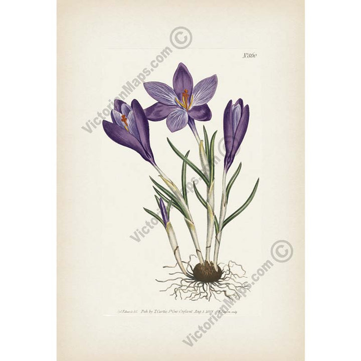 Crocus Vernus Large Purple Spring Crocus, engraved and hand-coloured plate from Curtis's Botanical Magazine, 1805 art print poster canvas gift