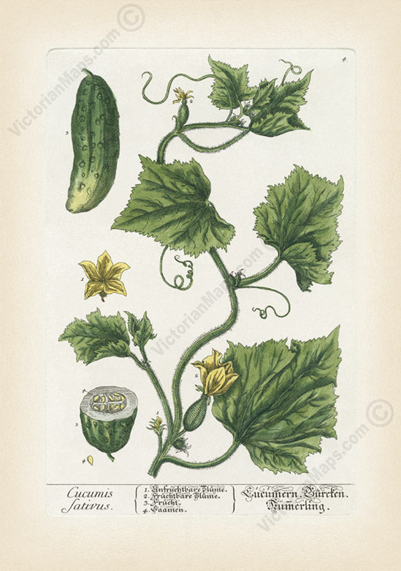 Cucumber Cucumis sativus flowering plant, botanical print by E. Blackwell, A Curious Herbal, 1737 art poster canvas gift