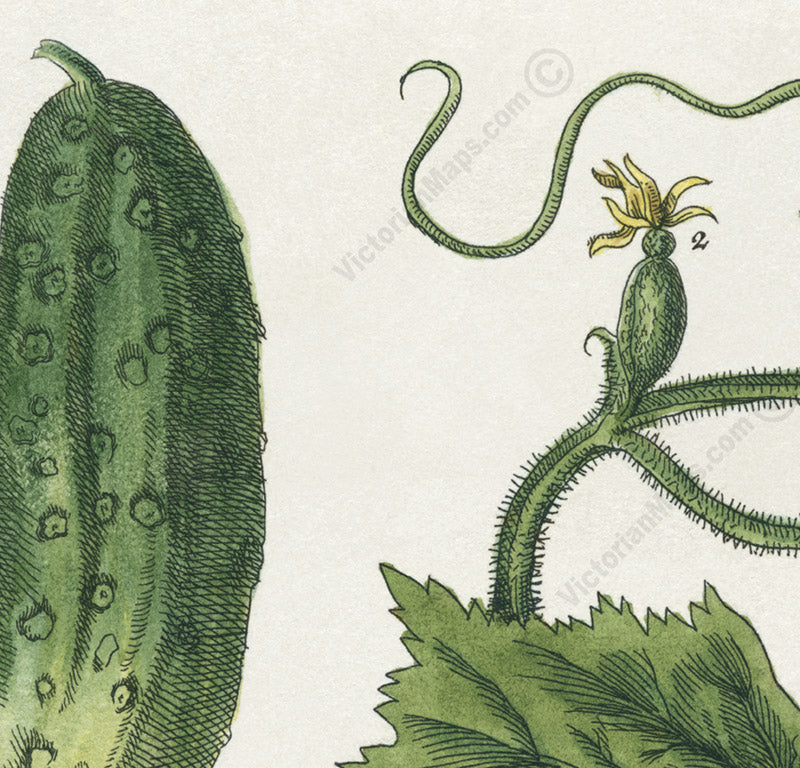 Cucumber Cucumis sativus flowering plant, botanical print by E. Blackwell, A Curious Herbal, 1737 art poster canvas gift