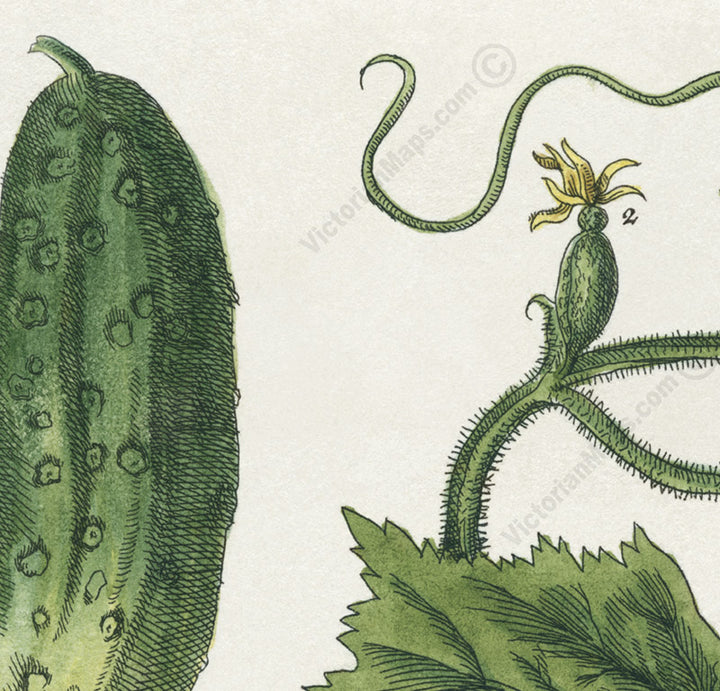 Cucumber Cucumis sativus flowering plant, botanical print by E. Blackwell, A Curious Herbal, 1737 art poster canvas gift