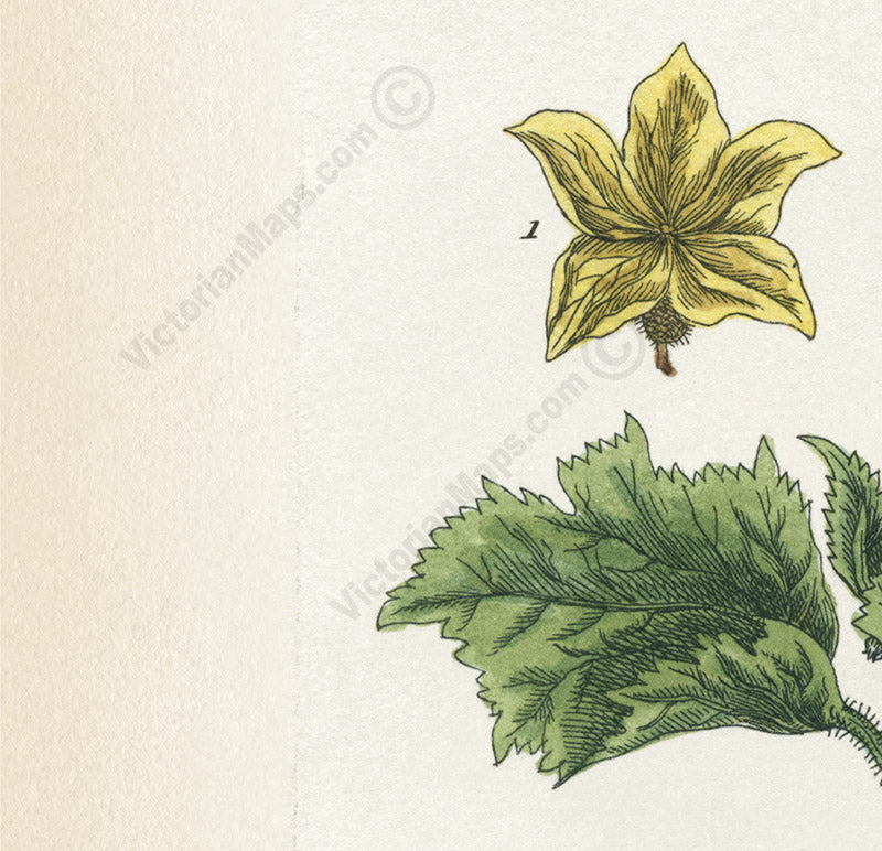 Cucumber Cucumis sativus flowering plant, botanical print by E. Blackwell, A Curious Herbal, 1737 art poster canvas gift