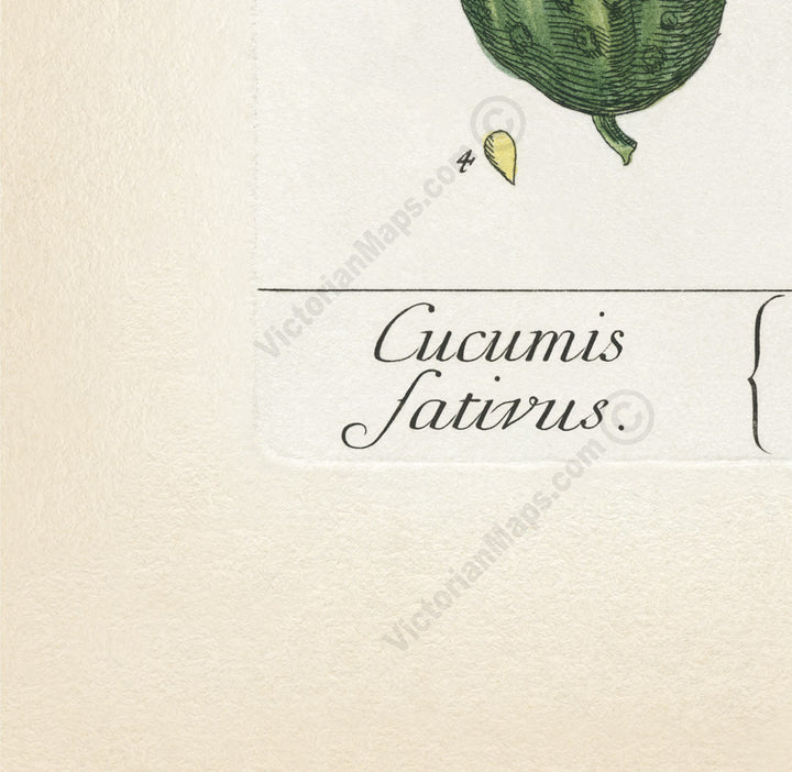 Cucumber Cucumis sativus flowering plant, botanical print by E. Blackwell, A Curious Herbal, 1737 art poster canvas gift