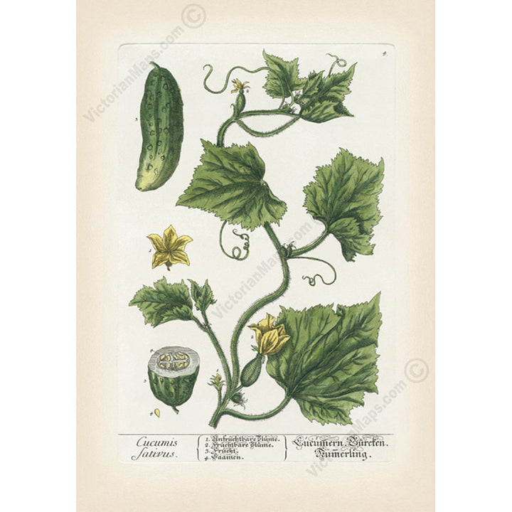 Cucumber Cucumis sativus flowering plant, botanical print by E. Blackwell, A Curious Herbal, 1737 art poster canvas gift