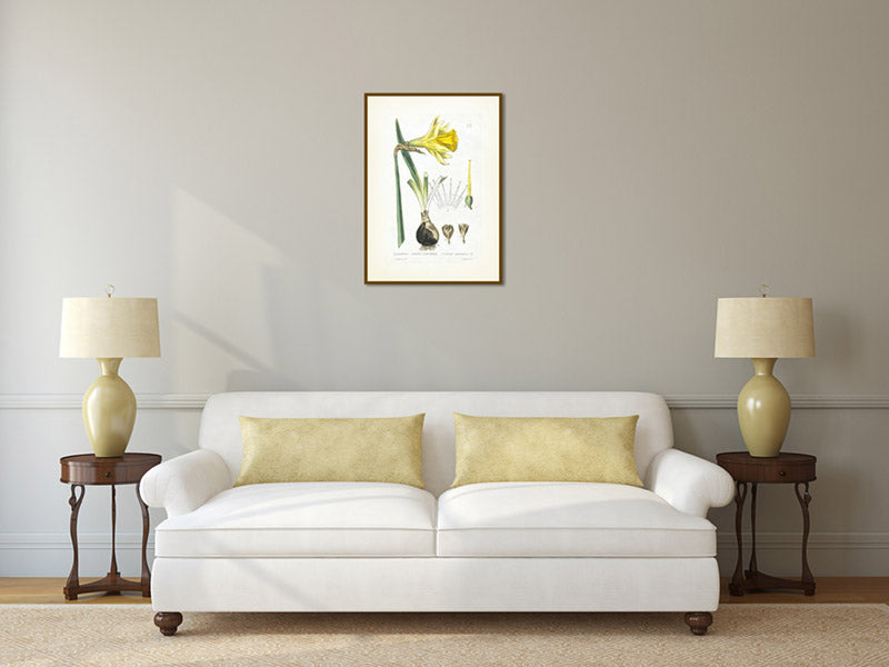 Common daffodil Narcissus pseudonarcissus - an engraved hand-coloured botanical print by W. Baxter, 1830 art poster canvas gift