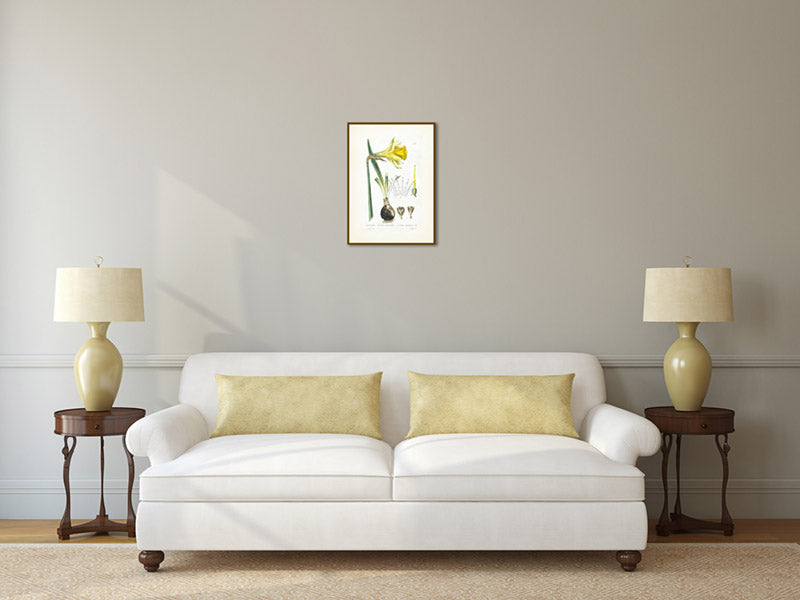 Common daffodil Narcissus pseudonarcissus - an engraved hand-coloured botanical print by W. Baxter, 1830 art poster canvas gift