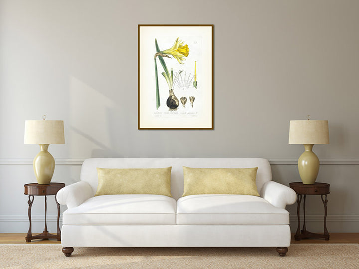 Common daffodil Narcissus pseudonarcissus - an engraved hand-coloured botanical print by W. Baxter, 1830 art poster canvas gift