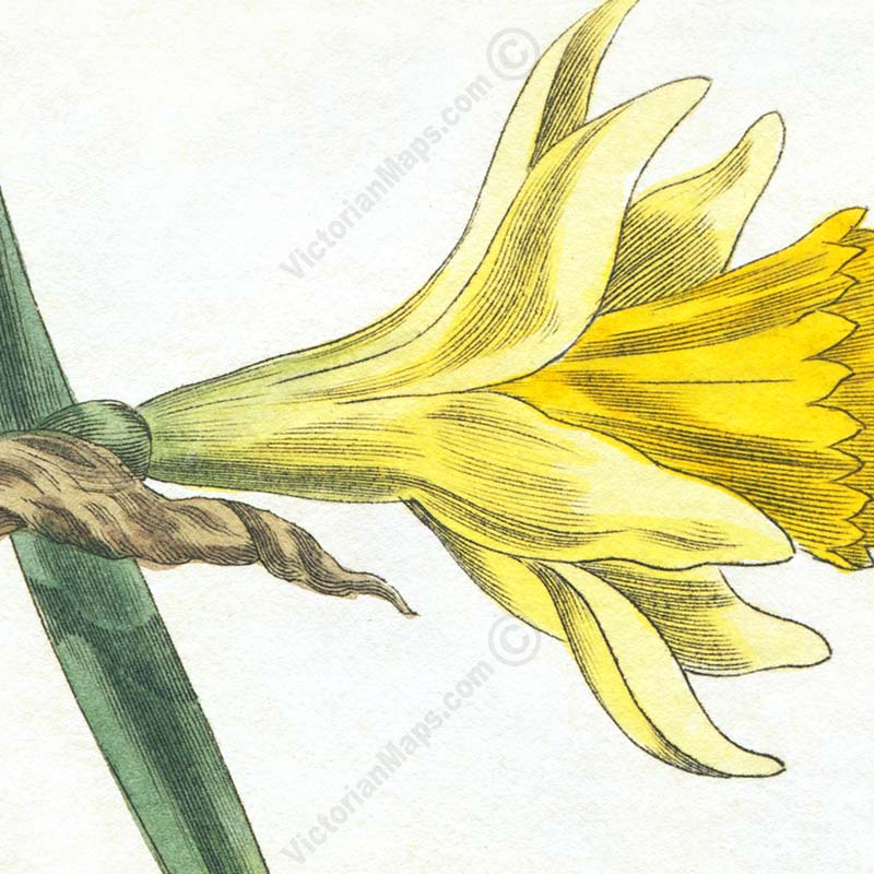 Common daffodil Narcissus pseudonarcissus - an engraved hand-coloured botanical print by W. Baxter, 1830 art poster canvas gift