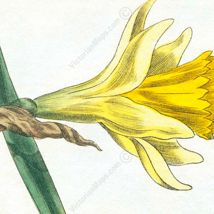 Common daffodil Narcissus pseudonarcissus - an engraved hand-coloured botanical print by W. Baxter, 1830 art poster canvas gift