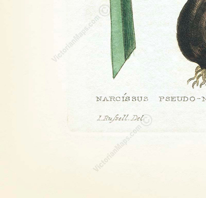 Common daffodil Narcissus pseudonarcissus - an engraved hand-coloured botanical print by W. Baxter, 1830 art poster canvas gift