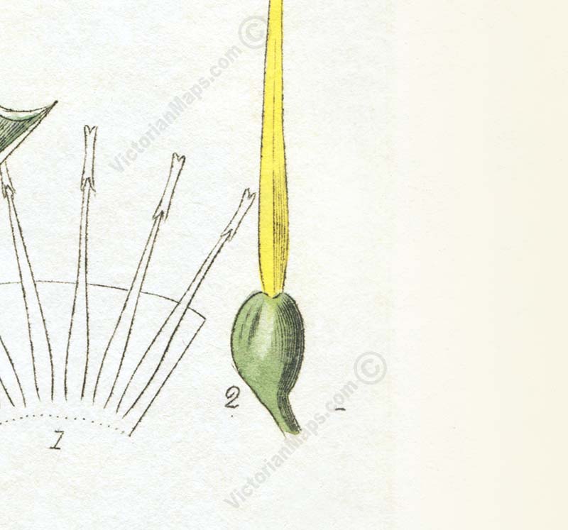 Common daffodil Narcissus pseudonarcissus - an engraved hand-coloured botanical print by W. Baxter, 1830 art poster canvas gift