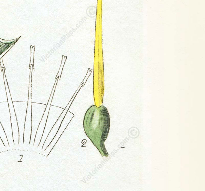 Common daffodil Narcissus pseudonarcissus - an engraved hand-coloured botanical print by W. Baxter, 1830 art poster canvas gift