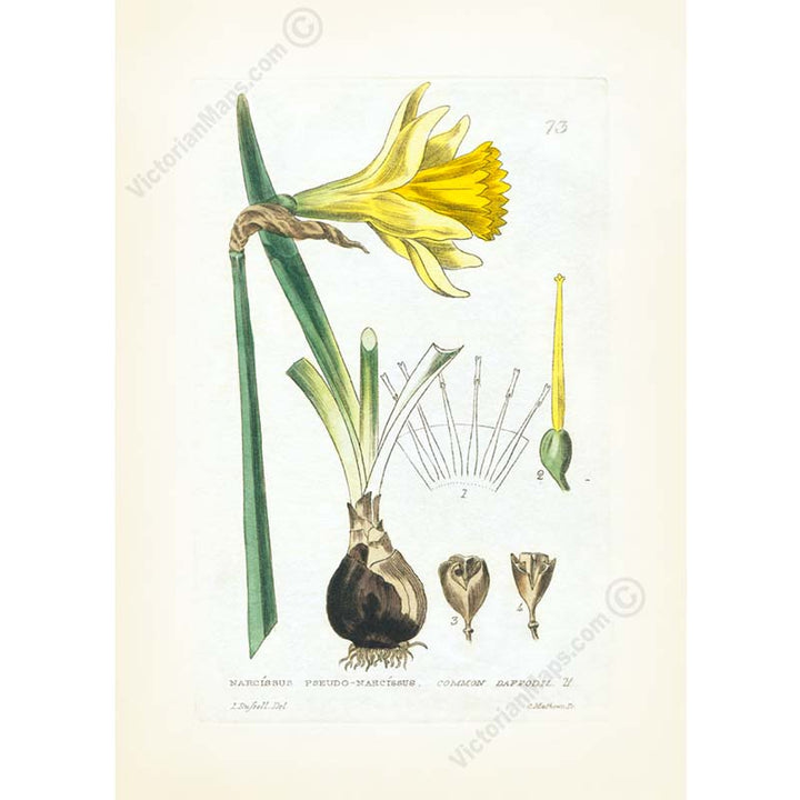 Common daffodil Narcissus pseudonarcissus - an engraved hand-coloured botanical print by W. Baxter, 1830 art poster canvas gift
