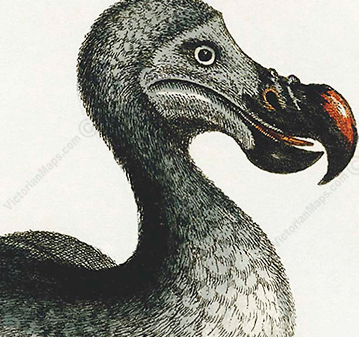 Dodo bird Dronte Raphus cucullatus and a guinea pig - a print by George Edwards, 1758 art poster canvas gift