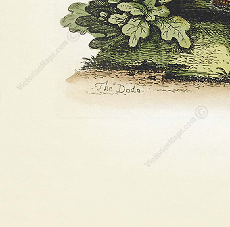Dodo bird Dronte Raphus cucullatus and a guinea pig - a print by George Edwards, 1758 art poster canvas gift