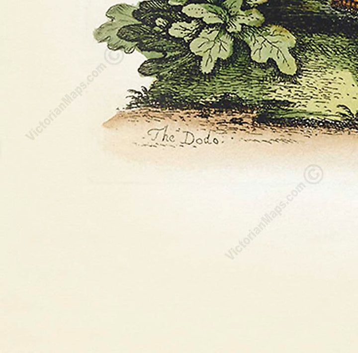 Dodo bird Dronte Raphus cucullatus and a guinea pig - a print by George Edwards, 1758 art poster canvas gift