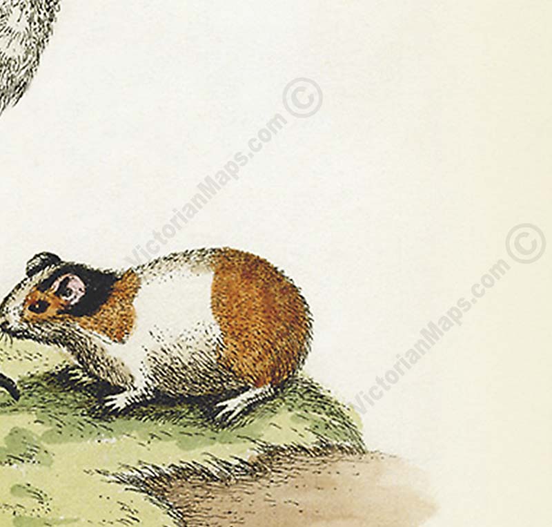 Dodo bird Dronte Raphus cucullatus and a guinea pig - a print by George Edwards, 1758 art poster canvas gift