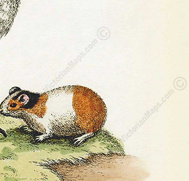 Dodo bird Dronte Raphus cucullatus and a guinea pig - a print by George Edwards, 1758 art poster canvas gift