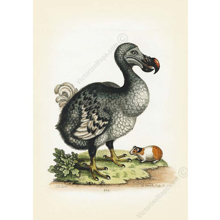 Dodo bird Dronte Raphus cucullatus and a guinea pig - a print by George Edwards, 1758 art poster canvas gift